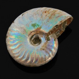 SCIENCE Fossil Specimens Ammonite, Rainbow Iridescent Fossil "Ammonites, Cephalopods, Madagascar Republic of Madagascar" in original specimen case Rainbow Ammonite Fossil