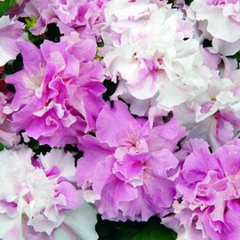 300pcs Mixed Double Petunia Seeds Flowers Seed - Double Cascade Orchid Mist Annual Seeds, Colorful Easy Wave Series Petunia Garden Seeds Non-GMO Heirloom