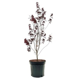 The Japanese Red Maple, Award Winning, Vibrant Leaves, 7 gal, Nursery Pot