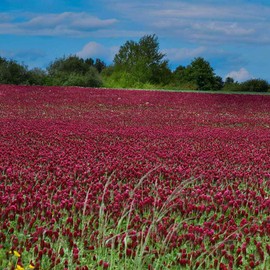 Outsidepride Outsidepride Crimson Clover Seeds - 40 lbs. Annual, Nitrocoated, & Inoculated Ground Cover Seeds, Ideal Clover Seed for Lawn, Cover Crop, Pasture, Hay, Green Manure & Wildlife Forage