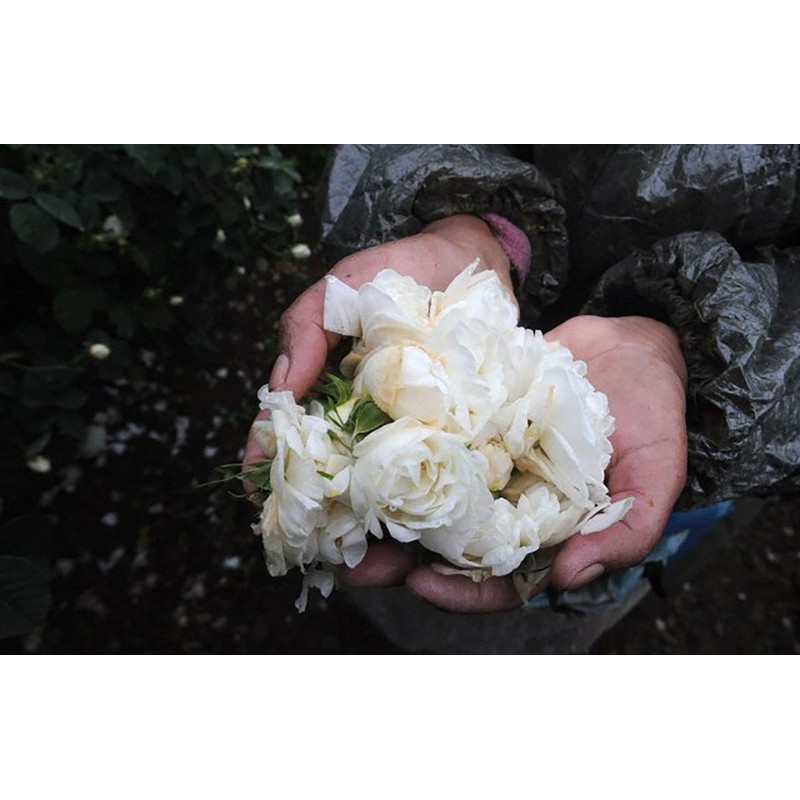 remio organic alba water