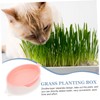 Totority 3 pcs Hydroponic Catnip Planting Tray Soilless Cat Grass