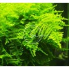 Swimming Creatures Christmas Moss (Large 25 Square Inch Portion) Freshwater