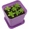 HOIGON 100 Pack 3 Inch Purple Square Nursery Pot, Durable