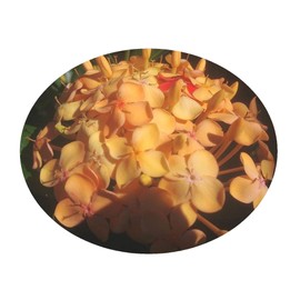 Maui Sunset Yellow Peach Ixora Live Tropical Plant Flowering Shrub Starter Size 4 Inch Pot Emeralds TM