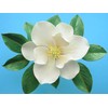 Southern Magnolia Double-sided Leaf Veiners