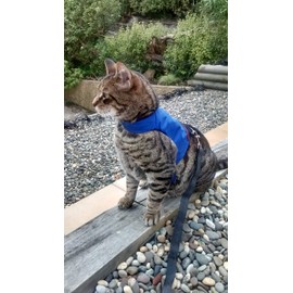 Mynwood Cat Jacket/Harness Blue Adult Cat
