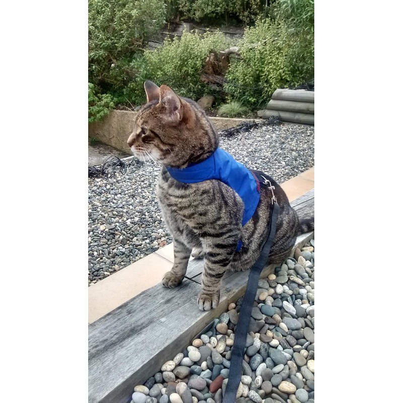 Mynwood Cat Jacket/Harness Blue Adult Cat