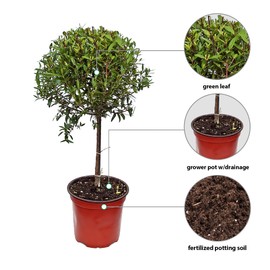 Live Myrtle Topiary Bonsai Tree, Myrtus Communis, Common Myrtle, True Myrtle, Christmas Gift, Housewarming Gift, Thank You Gift, Birthday Gift, Plant Lover Gift in 4" Pot