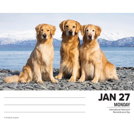 Willow Creek Press Dogs Daily 2025 Box/Desk Calendar (5.86" x 4.72")