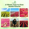 Outsidepride Kochia Trichophylla Burning Bush Seeds - 5000 Count (Vibrant