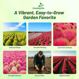 Outsidepride Kochia Trichophylla Burning Bush Seeds - 5000 Count (Vibrant Fall Color, Drought Tolerant) Shrubs and Bushes Live Plants Outdoor, No Maintenance Bushes for Landscaping