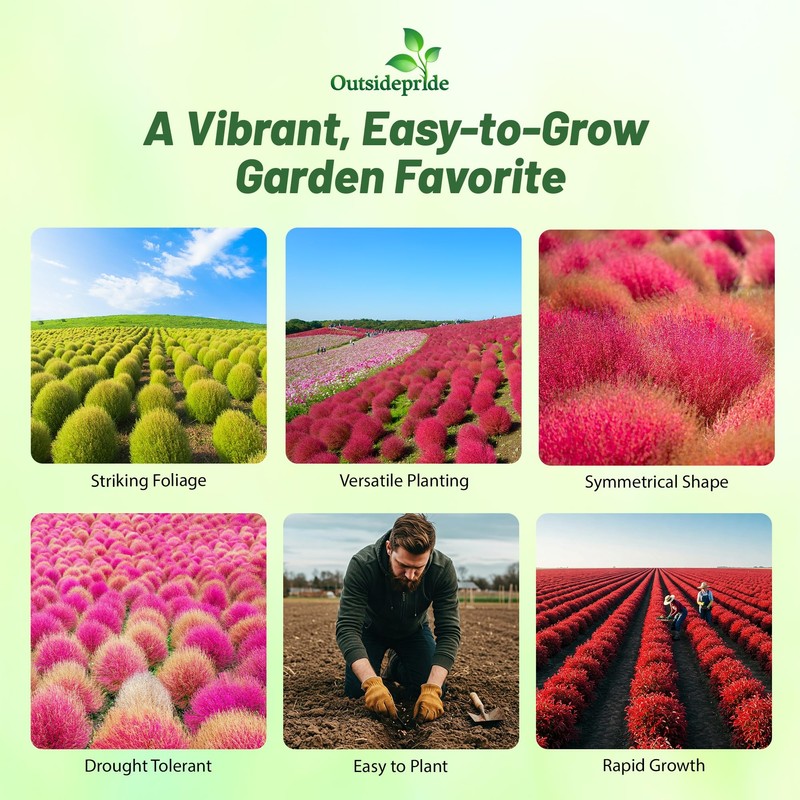 Outsidepride Kochia Trichophylla Burning Bush Seeds - 5000 Count (Vibrant