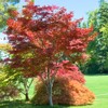 The Japanese Red Maple, Award Winning, Vibrant Leaves, 7 gal,