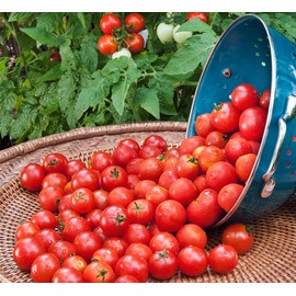 CEMEHA SEEDS Indoor Tomato Early Vishenka Vegetable Heirloom Non-GMO