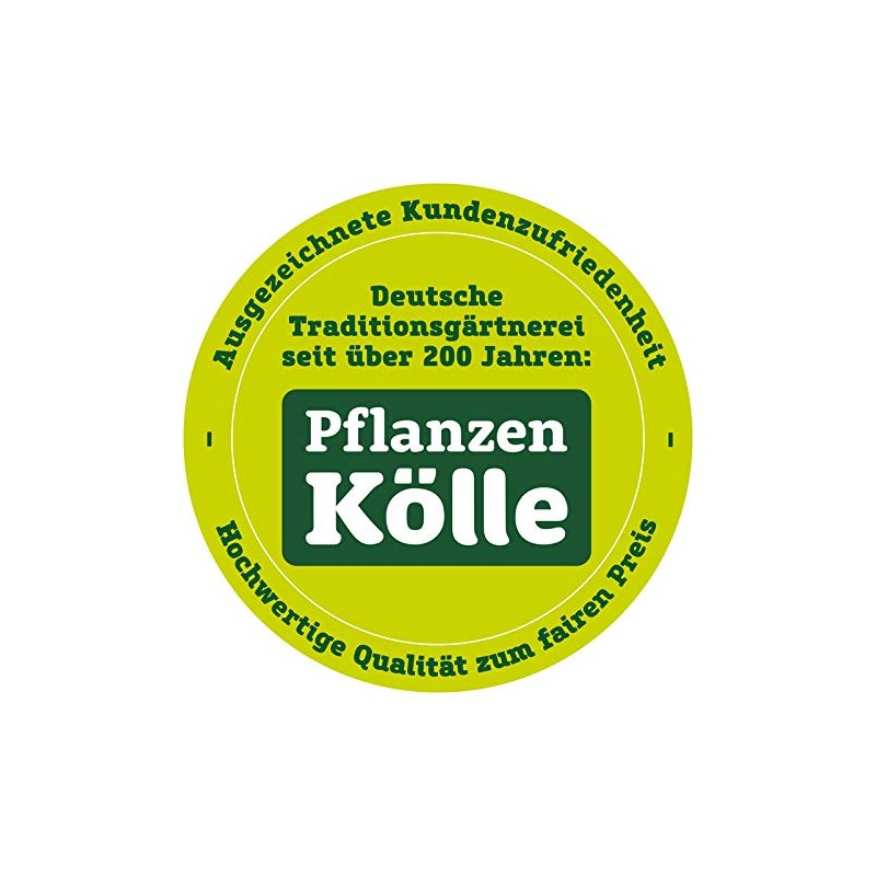 Altuna Baliza Osman Flaming Lantern Pack of 2