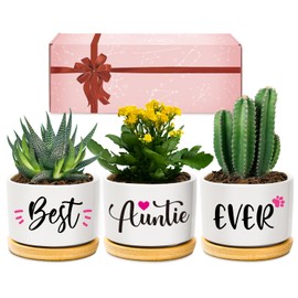AceThrills Auntie Gifts for Birthday, Christmas, Unique Present for Auntie's Birthday, Christmas, Wedding, Mother's Day - 3 Pcs 3.15" Succulent Pots with Bamboo Tray