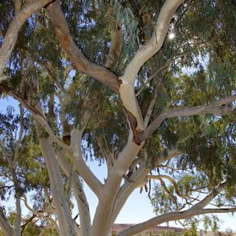 Toadstool Seeds 50 Camaldiensis Eucalyptus Seeds Tree Flower Perennial Flowers