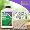 Bonide Sucker Punch, 8 oz Ready-to-Use Sprout Control Liquid with