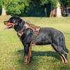 Beebiepet Heavy Duty Tactical Dog Harness for Large Dogs, No