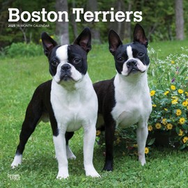 Boston Terriers | 2025 12 x 24 Inch Monthly Square Wall Calendar | BrownTrout | Animals Dog Breeds