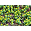 Winter Aconite Flower Bulbs for Planting - Eranthis Cilicica (10