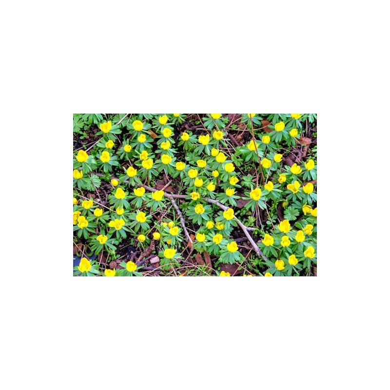 Winter Aconite Flower Bulbs for Planting - Eranthis Cilicica (10