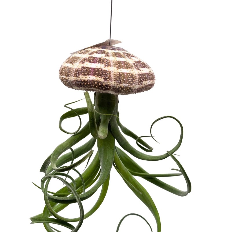 Florida House Plants Large Tillandsia Jellyfish, Big Hanging air Plant