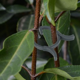 Fdit 200Pcs Plant Clip Plant Support Clip Plant Fixing Clip Flower Stems Vine Support Clips Fixing Tool for Garden Accessories(20mm)