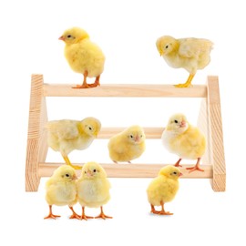 Chicken Perch for Chicken Coop - Perching Bar with Ladder, Removable Chicken Perch for Hens and Chicks, Brood Perch Accessories (Shape-4)
