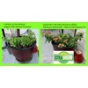 XtraGrow Plant Food