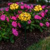 Touch Of ECO FLORALITE - Lámpara solar LED de metal