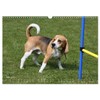 Beagle Wall Calendar 2025 DIN A3 Landscape CALVENDO Monthly Calendar