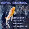 FUKUMIDO Air Stone Round Shape Aquarium, Fish, Aquatic Plants, Medaka,