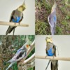 VANFAVORI Bird Harness with Buckle Clip and A Leash Rope,Easy