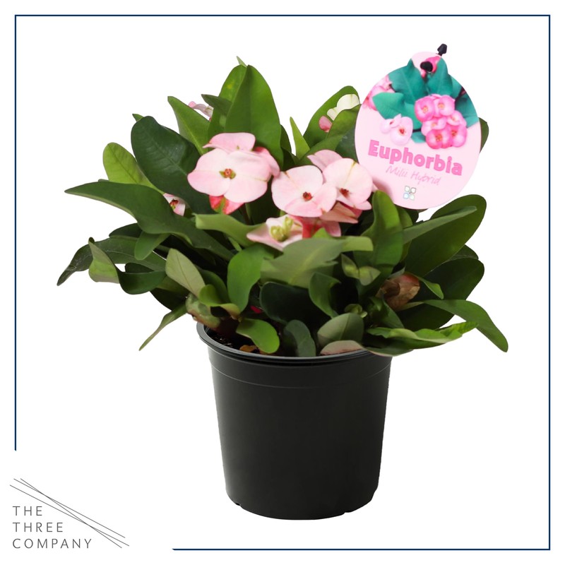 Live Crown of Thorns (Euphorbia Milii) - Light Pink Blooms