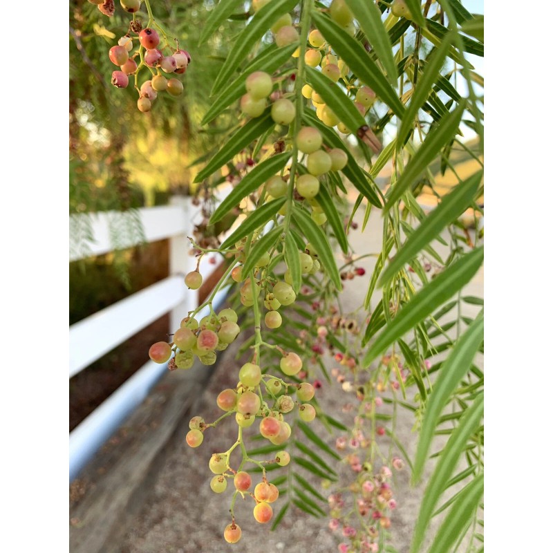 Home-Growth Schinus molle/ American Pepper 100 Seeds 2024 - USA