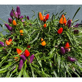 Candlelight Mutant Bolivian Rainbow Rare Wire Leaf Hot Pepper Premium Seeds for Planting Packet