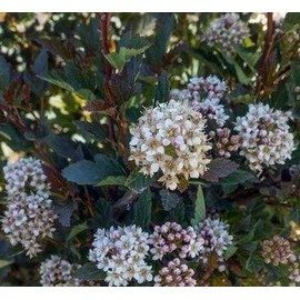 Physocarpus Opulifolius, Ninebark, 4-8" Tall Potted Plant, Great as a Accent Plant, Starter Plant