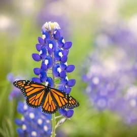 Texas Bluebonnet Seeds - Packet - Blue Flower Seeds, Heirloom Seed, Open Pollinated Seed Attracts Bees, Attracts Butterflies, Attracts Hummingbirds, Attracts Pollinators, Easy to Grow & Maintain