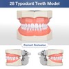 Ultrassist Typodont - Modelo de dientes con 28 dientes extraíbles,