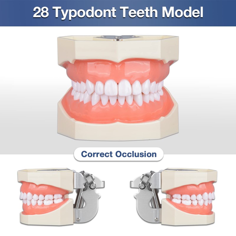 Ultrassist Typodont - Modelo de dientes con 28 dientes extraíbles,