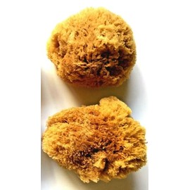 2 Large Natural Ocean Sea Sponges for Arts and Crafts, Great for Painting, Decorating and DIY Projects. Unbleached 2 Pack of 5-6" Sponges