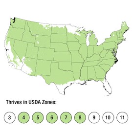 Parsoni Juniper (2.5 Quart) Low-Growing Evergreen Shrub with Grayish Blue-Green Foliage - Live Outdoor Full Sun to Part Shade Plant