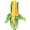 StickerTalk Corn on The Cob Sticker, 4.5 inches by 6