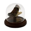 Treasure Gurus Eastern Diamondback Rattlesnake Head/Tail Rattle in Glass Dome