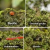 Sphagnum Moss for Reptiles -Terrarium Moss for Reptiles Peat Moss