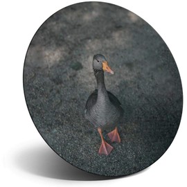 Destination Vinyl ltd Magnet for Refrigerator, Fridge - Cute Little Duck Bird Animal for Office, Cabinet and Whiteboard, Magnetic Stickers, 44791