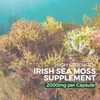 Nutripact Sea Moss Capsules 3280mg – Bladderwrack & Burdock Root,