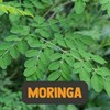 Cupplement - Moringa 60 g - Organic - Free Scoop